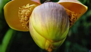 Banana Blossom Recipe